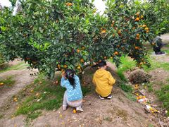 -前小桔亲子创意农场·草莓采摘·露营烧烤