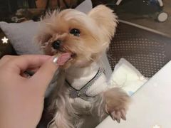 -FAELING PETS美天灵宠物(富力广场店)