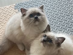 -珠海悠米米努特矮脚猫舍