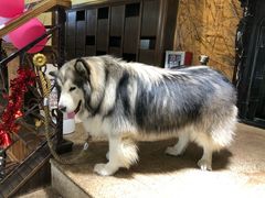 -more than meow吴止猫主题餐厅(承德 中船汇店)