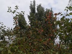 景点-立水桥公园