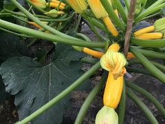 -上膳源有机农场