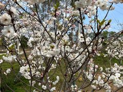 -天适樱花悠乐园