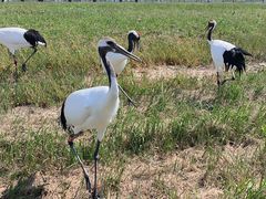 -盐城丹顶鹤湿地生态旅游区