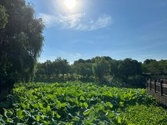 -绍兴镜湖国家城市湿地公园