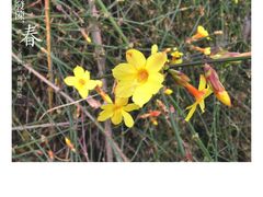 -半天妖烤鱼(东方新天地店)