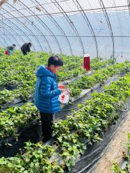 -蓝呗呗蓝莓草莓采摘园(通州区马驹桥店)