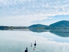 -西山漾湿地公园