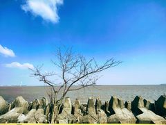 -上海滨江森林公园