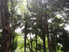-叶家花园