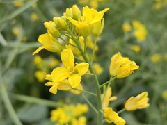 -光明小镇欢乐田园