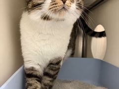 -瑞派康怡24h宠物医院·犬猫医疗中心·微创绝育(瑞景分院)