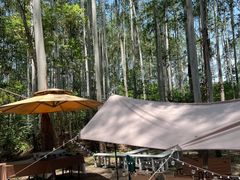 -桉树林A coffee 森林餐厅(三圣乡店)