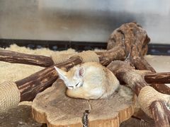 -大连森林动物园