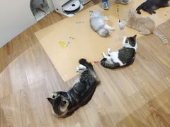 -COLOR PETS 撸猫馆·购猫·猫咖(长风大悦城店)