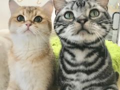 -有喵·猫咖·狗咖·30几只猫10只小狗(岗厦店)