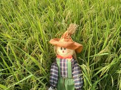 -光明小镇欢乐田园