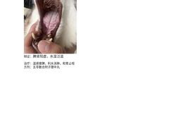 -仁普宠物诊所·中兽医·夜诊·狂犬免疫点(住友昌盛新苑店)