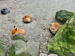 -宫城藏王狐狸村