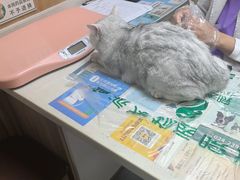 -瑞派宠物医院·24h·骨外科·皮肤科·全科宠物医疗转诊中心(沈阳浑南院)