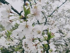 -灶丰年间(定安路店)