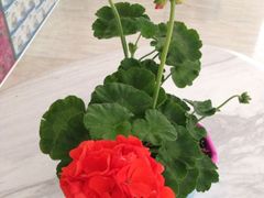 iphone_upload_pic-广州花之恋城堡酒店