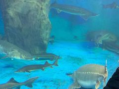 -多彩贵州城极地海洋世界