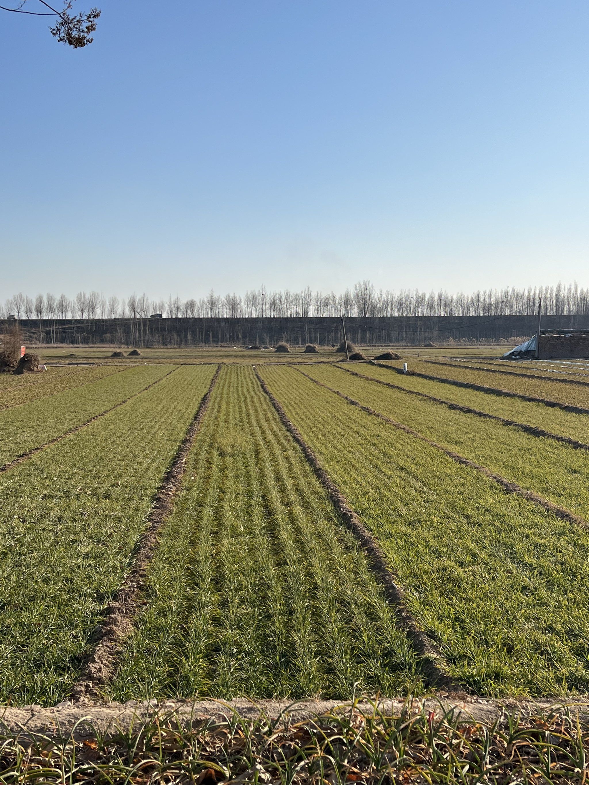 来自华北平原的震撼!