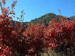 -北京鹫峰国家森林公园