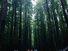 -山王坪喀斯特国家生态公园