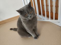 -猫在这儿猫咪咖啡馆·撸猫馆