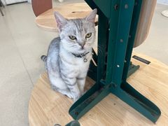 -共舞时光猫咖·狗咖(新街口店)
