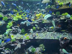 -亚特兰蒂斯•OSSIANO奥西亚诺海底餐厅