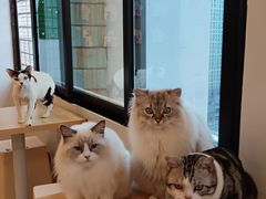 -有喵·猫咖·狗咖·40+猫狗有小奶狗(岗厦店)