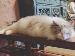 -猫猫幼稚园·撸猫·桌游·电玩
