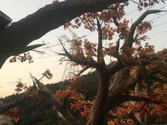-黄腾峡天门悬廊