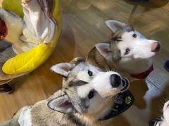 -Husky Go! 哈士奇体验馆·宠物咖啡厅狗咖