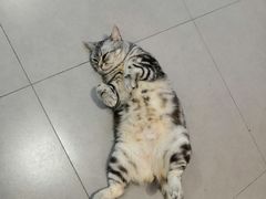 -三花喵·撸猫购宠·宠物生活馆(虹桥南丰城店)