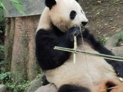 -都江堰中华大熊猫苑