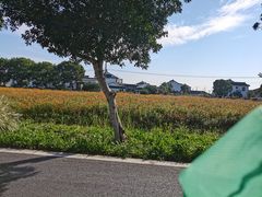 -莲花岛景区