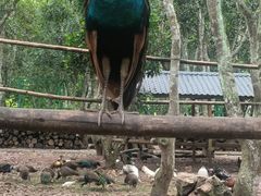 -中国科学院西双版纳热带植物园