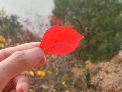 -北京十三陵国家森林公园蟒山景区