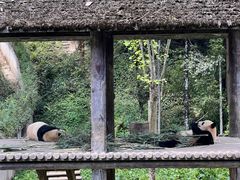 -中国大熊猫保护研究中心雅安碧峰峡基地