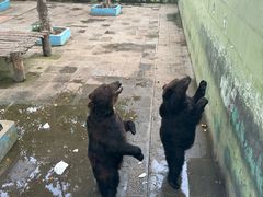 -西霞口神雕山野生动物世界