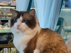 -喵喵咪呀布偶猫咖(春熙路店)
