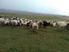 -青海湖国家重点风景名胜区