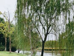 -贡湖湾湿地公园