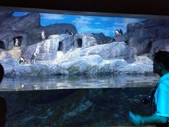 -暹罗海洋世界
