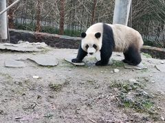-都江堰中华大熊猫苑
