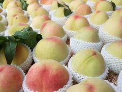 -老袁家蜜桃农场·阳山水蜜桃